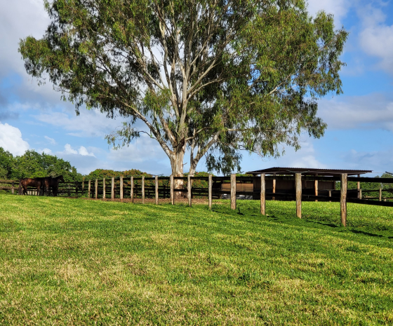 Comprehensive Equine Care, Training & Rehabilitation