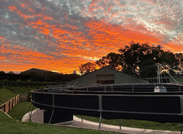 Sunshine Coast equine training facility, horse breaking in services Queensland, Australia.