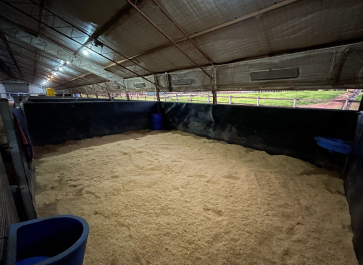 Boutique equine breaking in farm in the Glass House Mountains