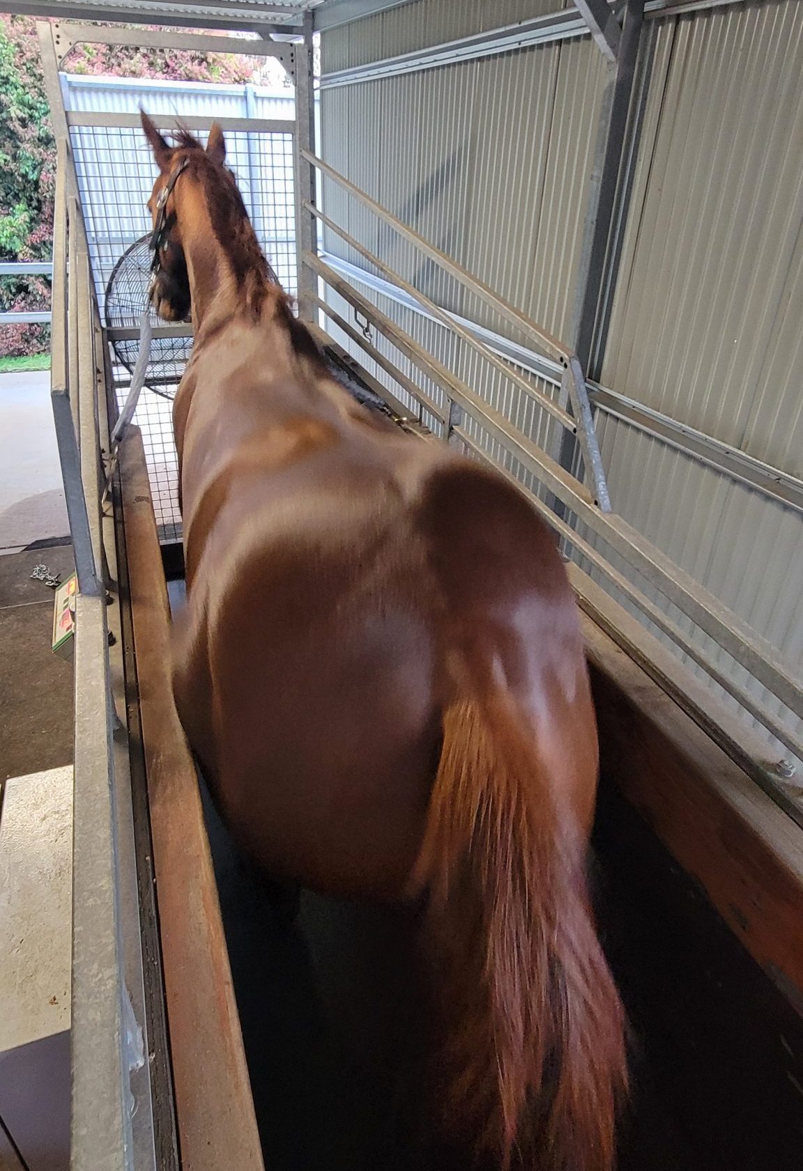 Equine spelling services at Embrace Farm