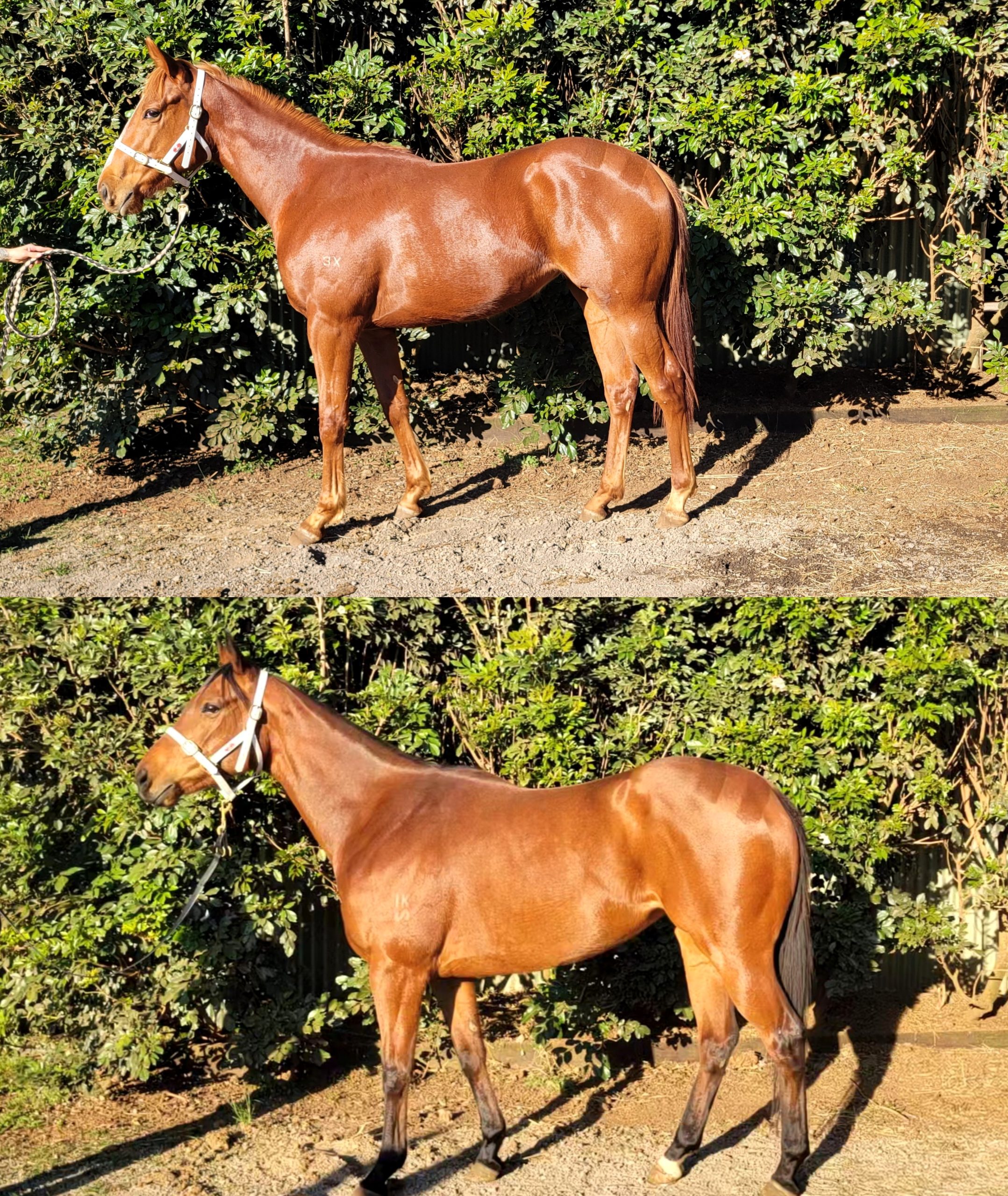 Modern equine care facilities Sunshine Coast, Queensland. Equine sales preparation services at Embrace Farm.
